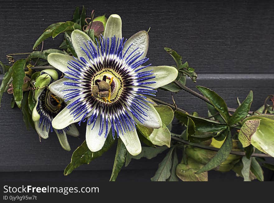 Flower, Plant, Passion Flower, Passion Flower Family