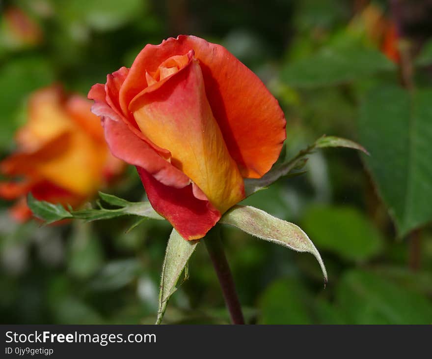 Flower, Rose Family, Rose, Floribunda