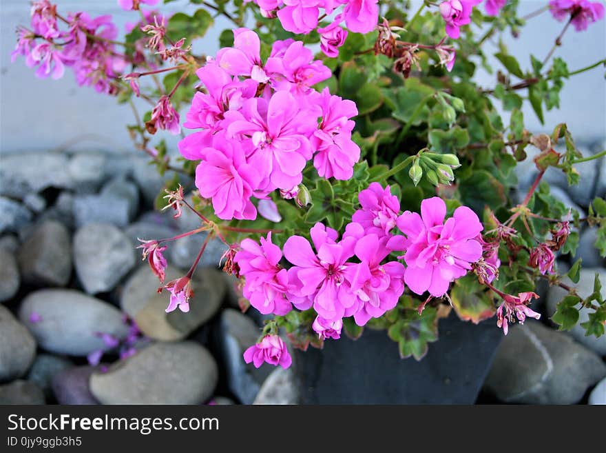 Flower, Plant, Pink, Flowering Plant