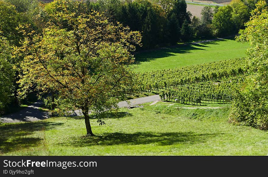 Vegetation, Nature Reserve, Tree, Grass