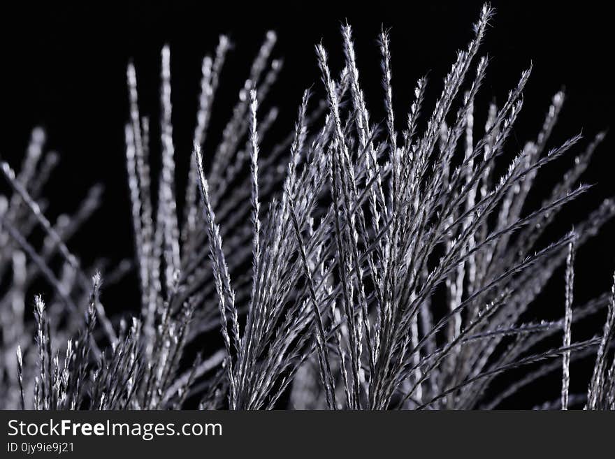 Black And White, Monochrome Photography, Close Up, Branch