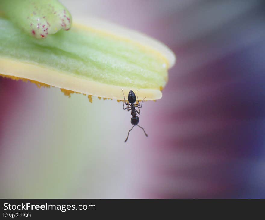 Insect, Macro Photography, Pest, Membrane Winged Insect