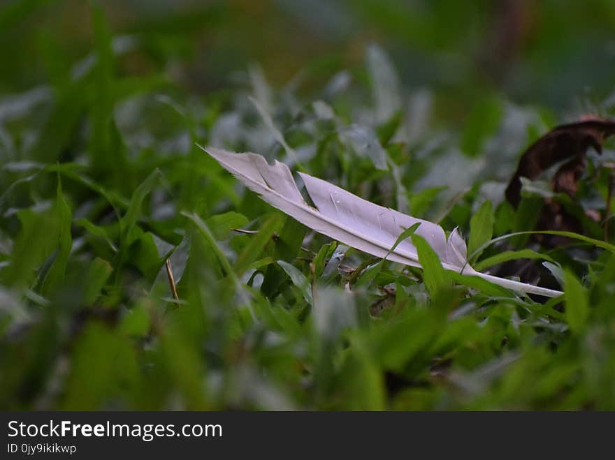 Leaf, Grass, Plant, Grass Family