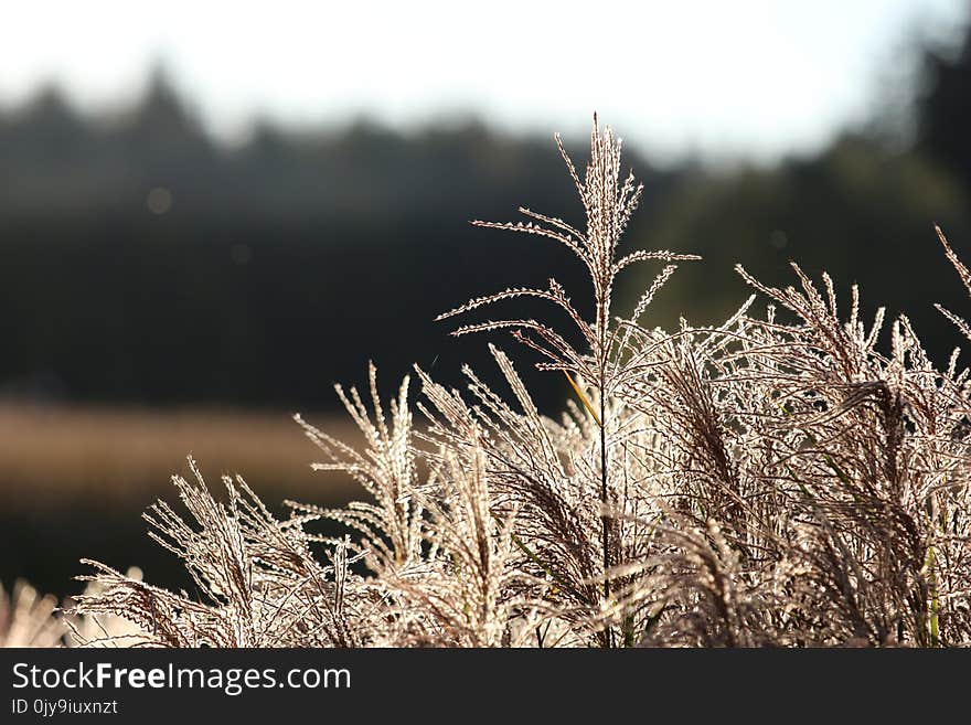 Frost, Grass Family, Grass, Winter