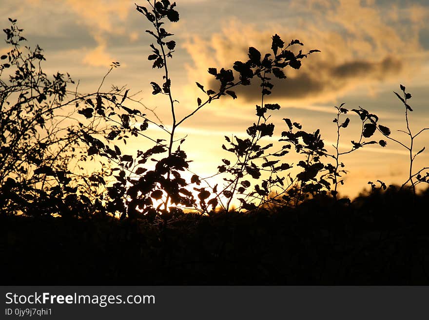 Sky, Nature, Branch, Leaf