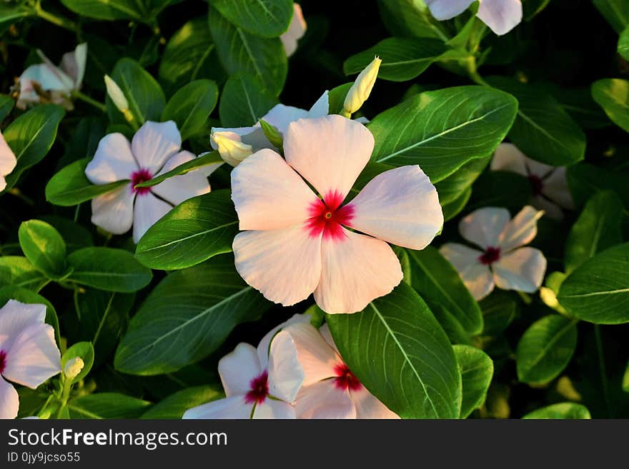 Flower, Plant, Green, Flora