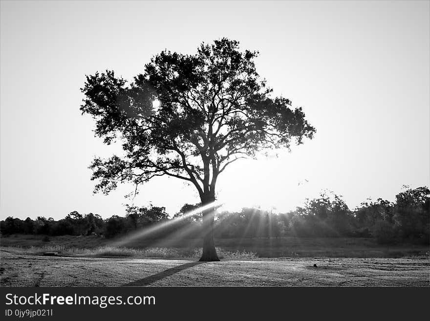 Tree, Black And White, Black, Woody Plant