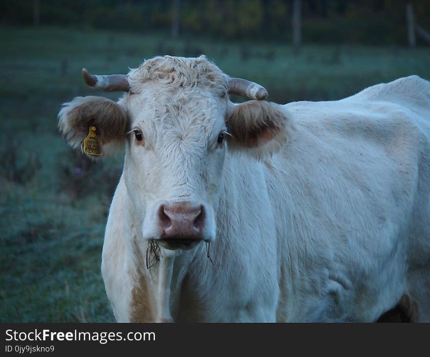 Cattle Like Mammal, Horn, Fauna, Cow Goat Family