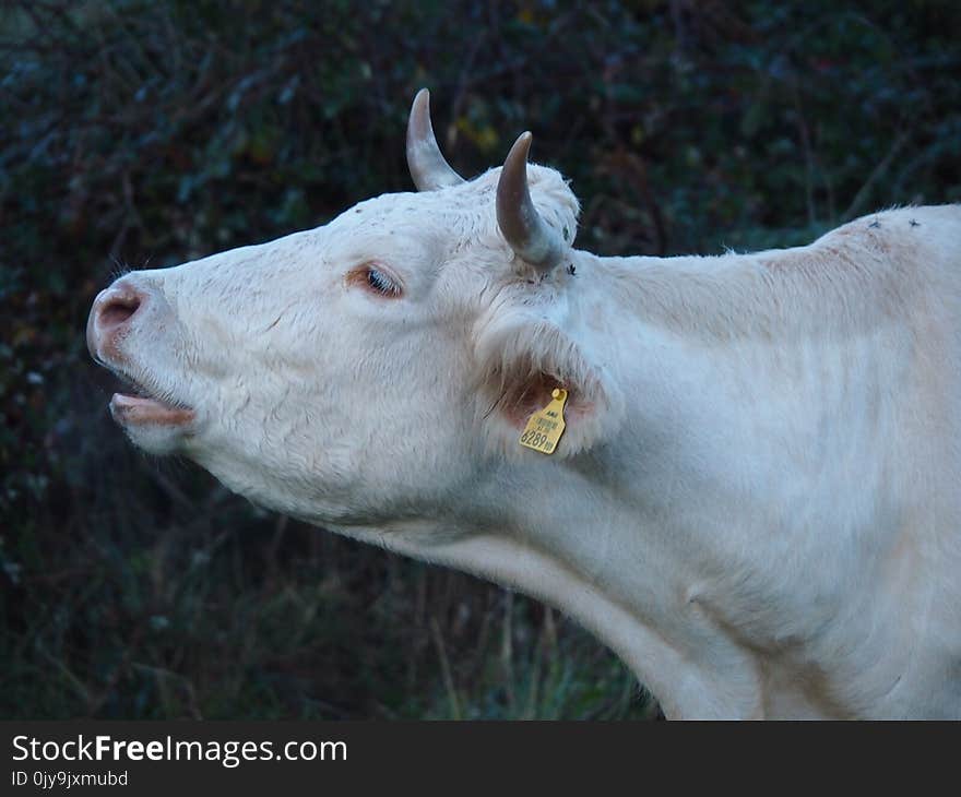 Cattle Like Mammal, Fauna, Goats, Cow Goat Family