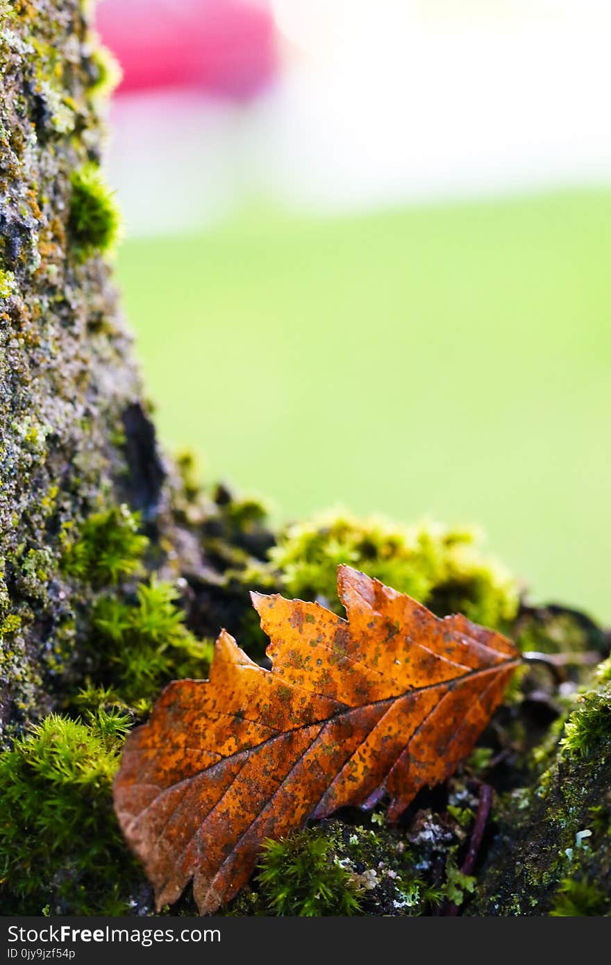 Leaf, Vegetation, Maple Leaf, Autumn