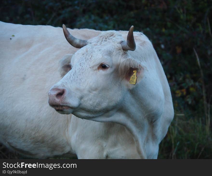 Cattle Like Mammal, Fauna, Horn, Cow Goat Family