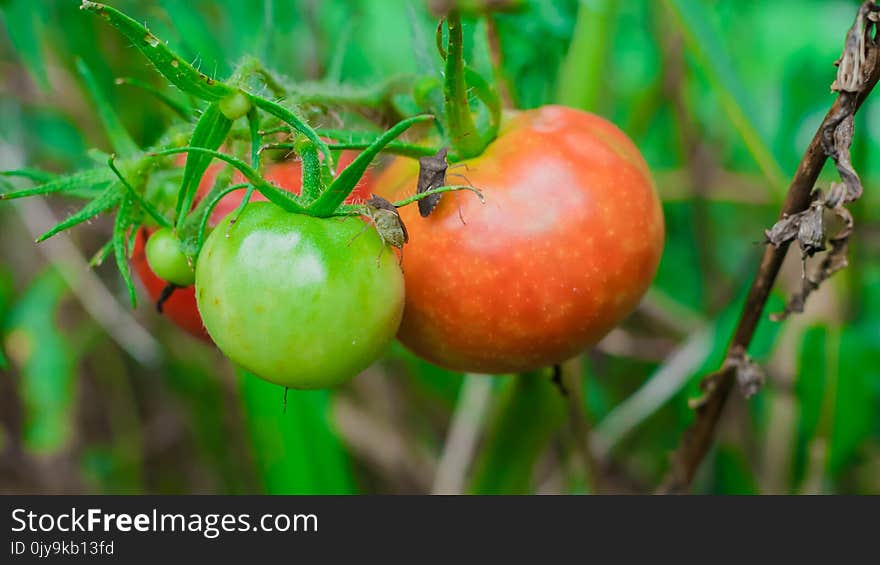 Local Food, Fruit, Natural Foods, Potato And Tomato Genus