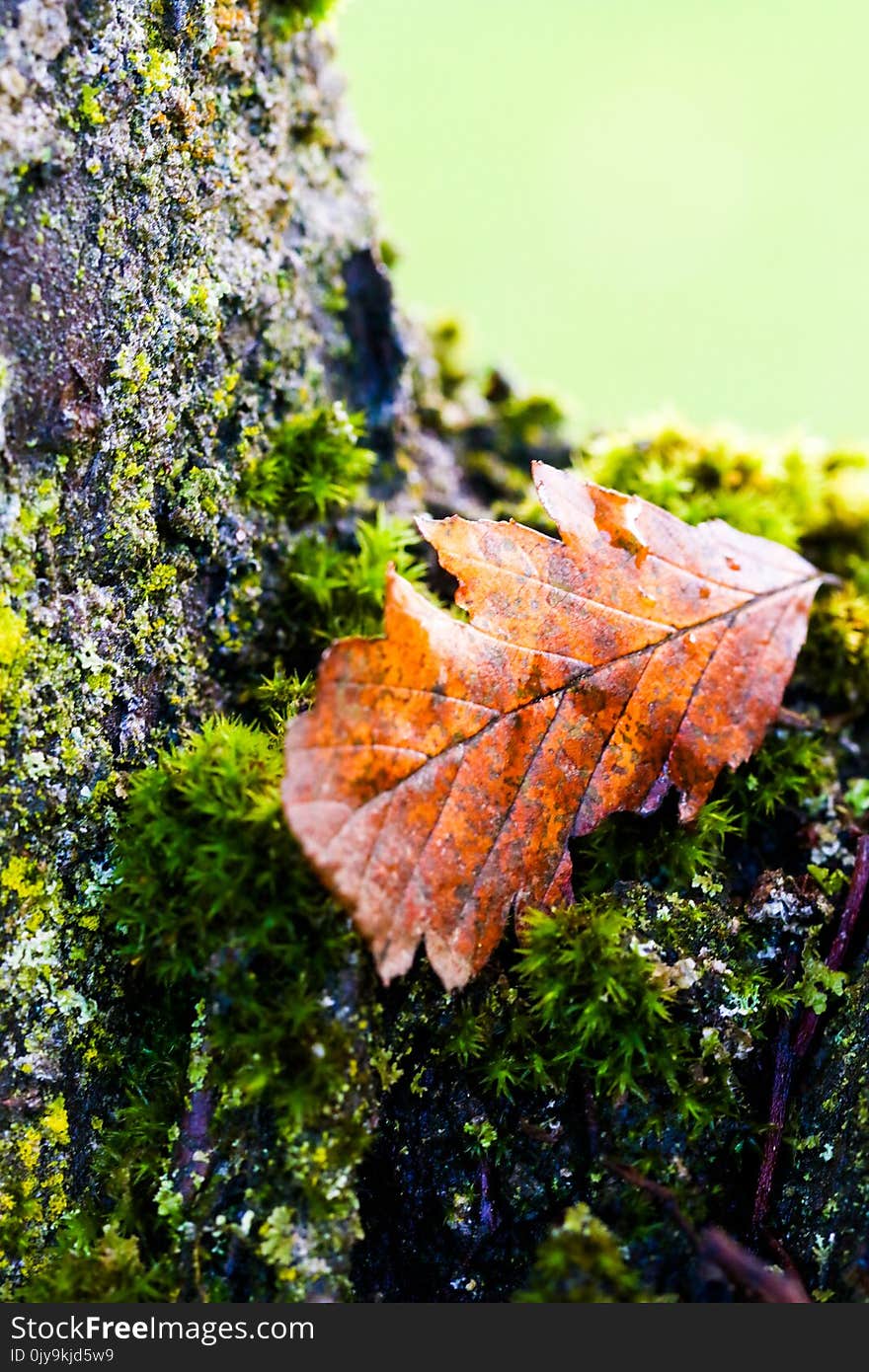 Leaf, Autumn, Plant, Maple Leaf