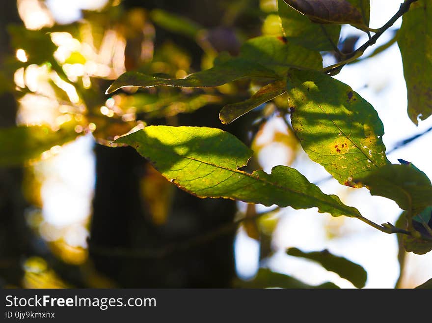 Leaf, Tree, Flora, Branch