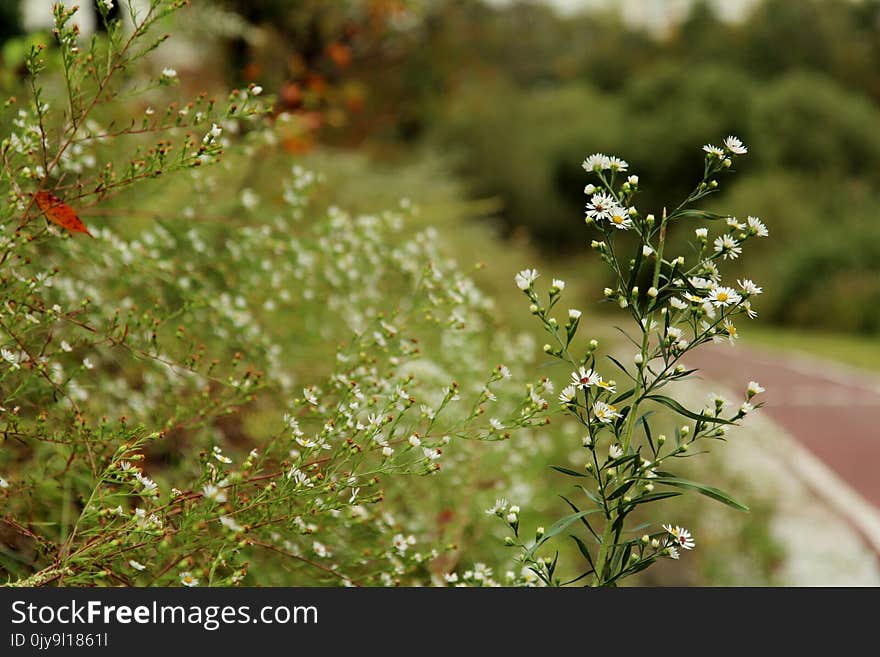 Vegetation, Plant, Flora, Leaf