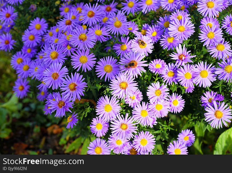 Flower, Aster, Plant, Flowering Plant