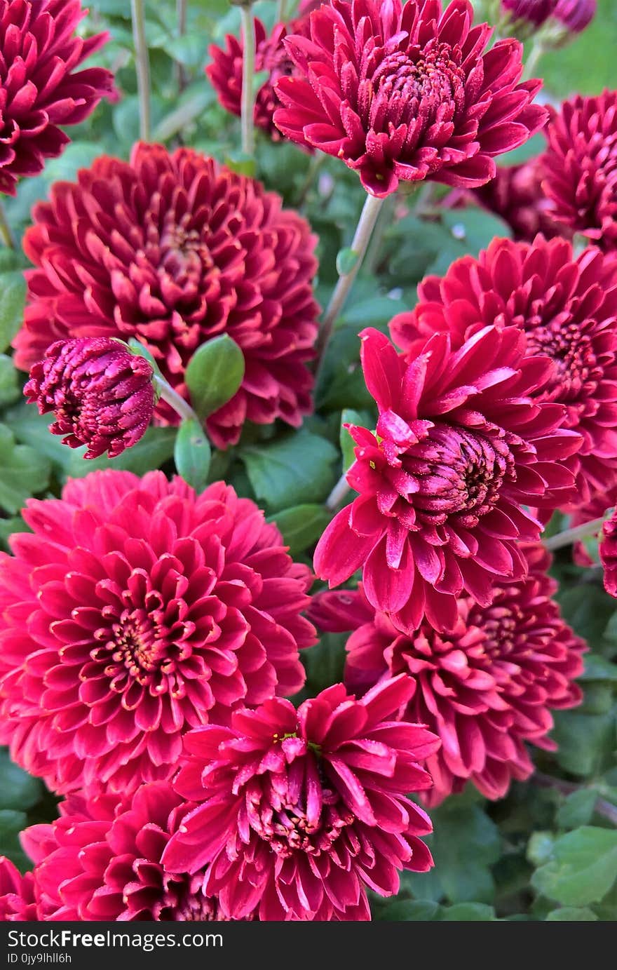 Flower, Plant, Flowering Plant, Chrysanths