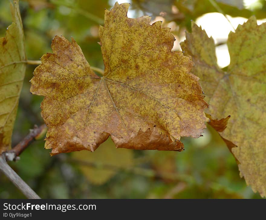 Leaf, Autumn, Maple Leaf, Deciduous