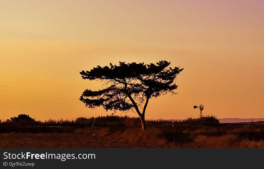 Sky, Tree, Savanna, Woody Plant