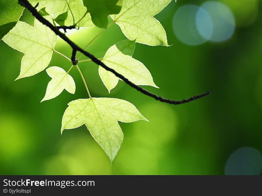 Leaf, Branch, Deciduous, Twig