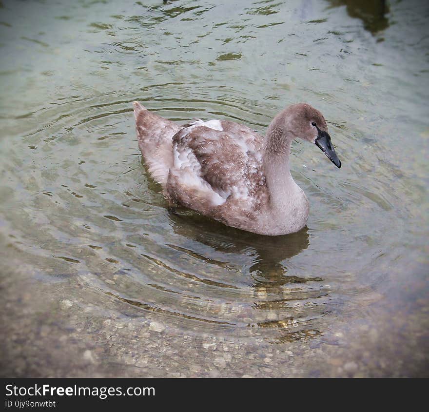 Bird, Water, Water Bird, Fauna