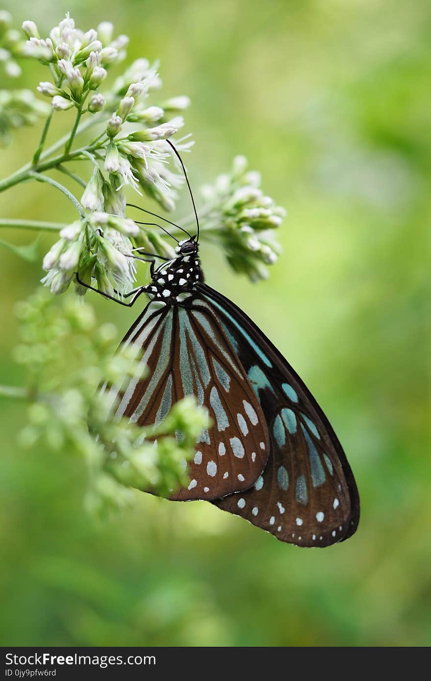 Butterfly, Moths And Butterflies, Insect, Brush Footed Butterfly