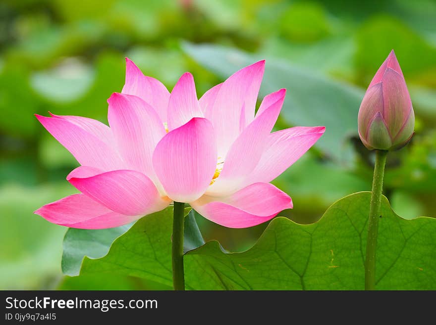 Flower, Lotus, Plant, Sacred Lotus