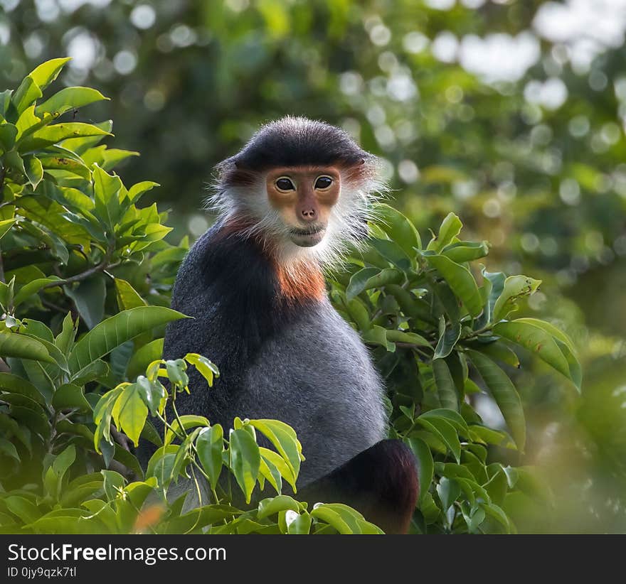 Mammal, Fauna, Macaque, Primate