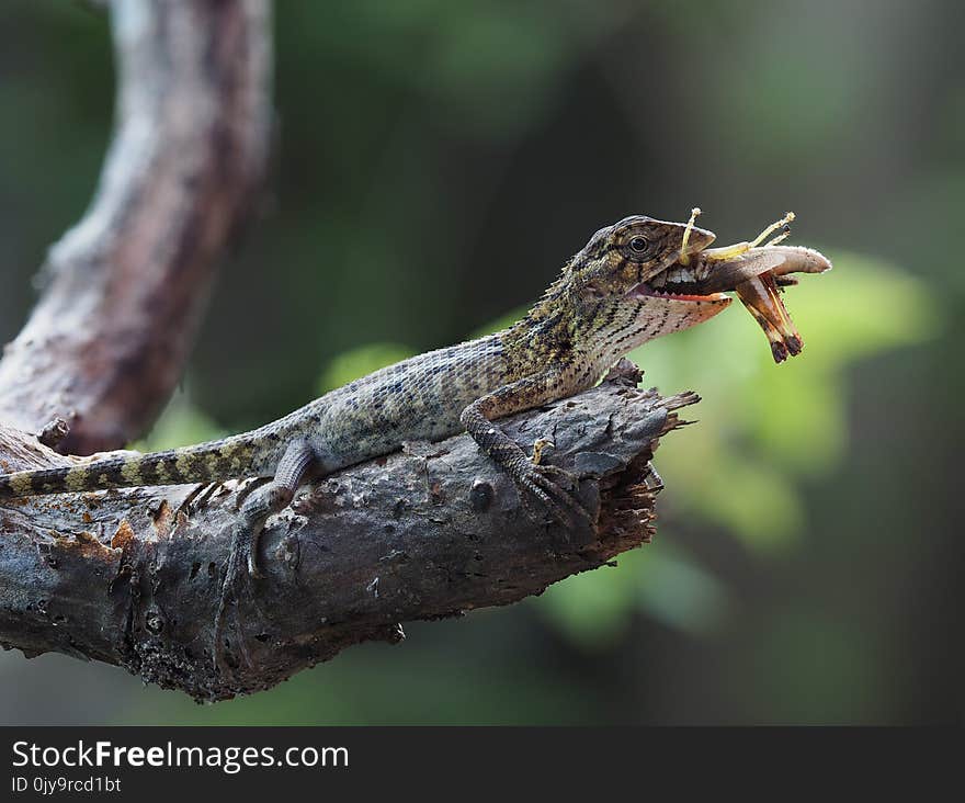 Fauna, Insect, Reptile, Macro Photography