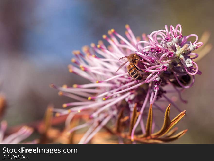 Flower, Purple, Flora, Plant