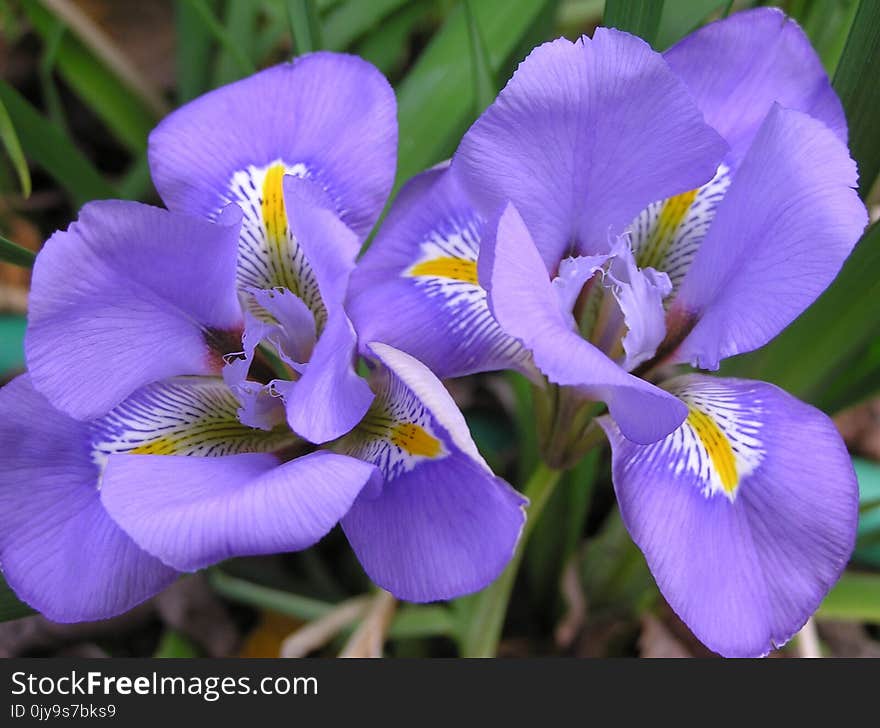 Flower, Flora, Plant, Purple