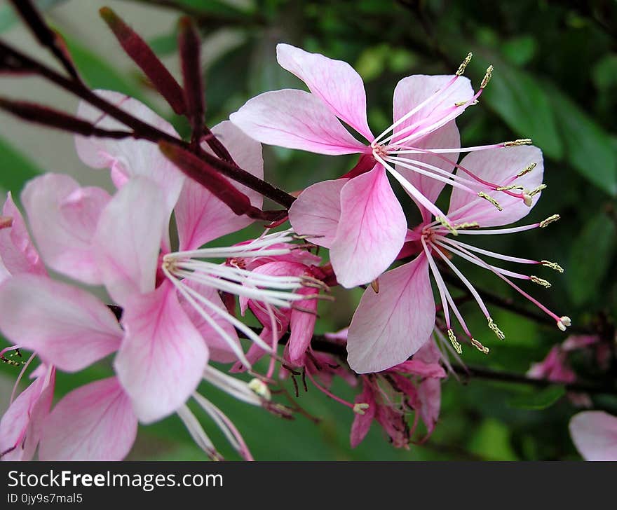 Flower, Plant, Pink, Flora