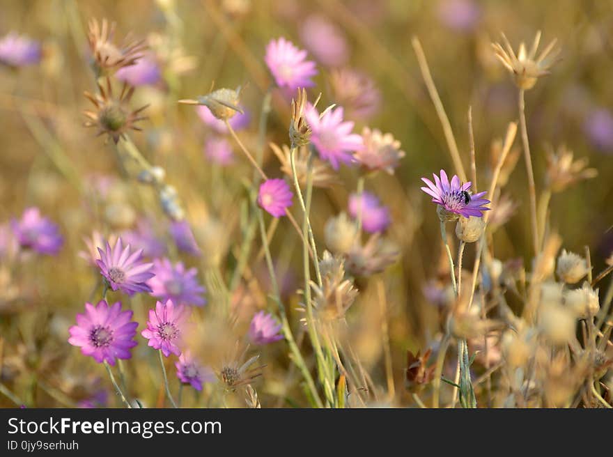 Flower, Flora, Wildflower, Purple