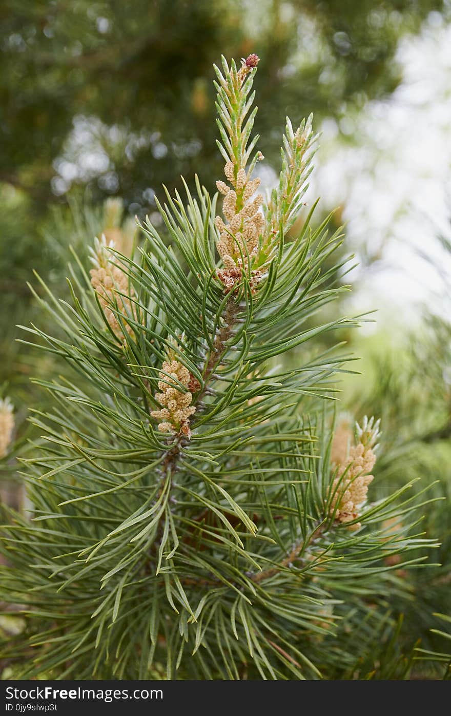 Tree, Pine Family, Spruce, Conifer