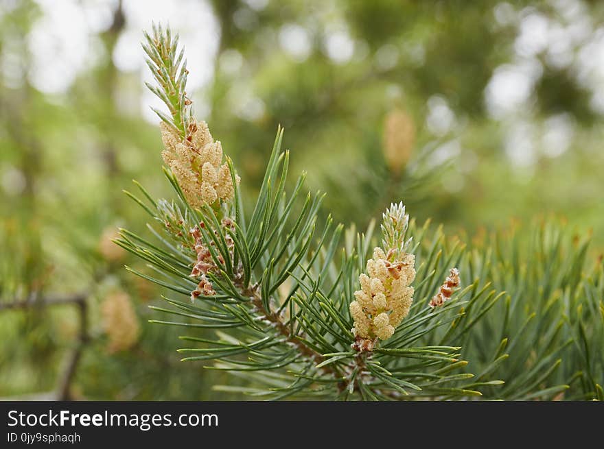 Tree, Vegetation, Pine Family, Conifer