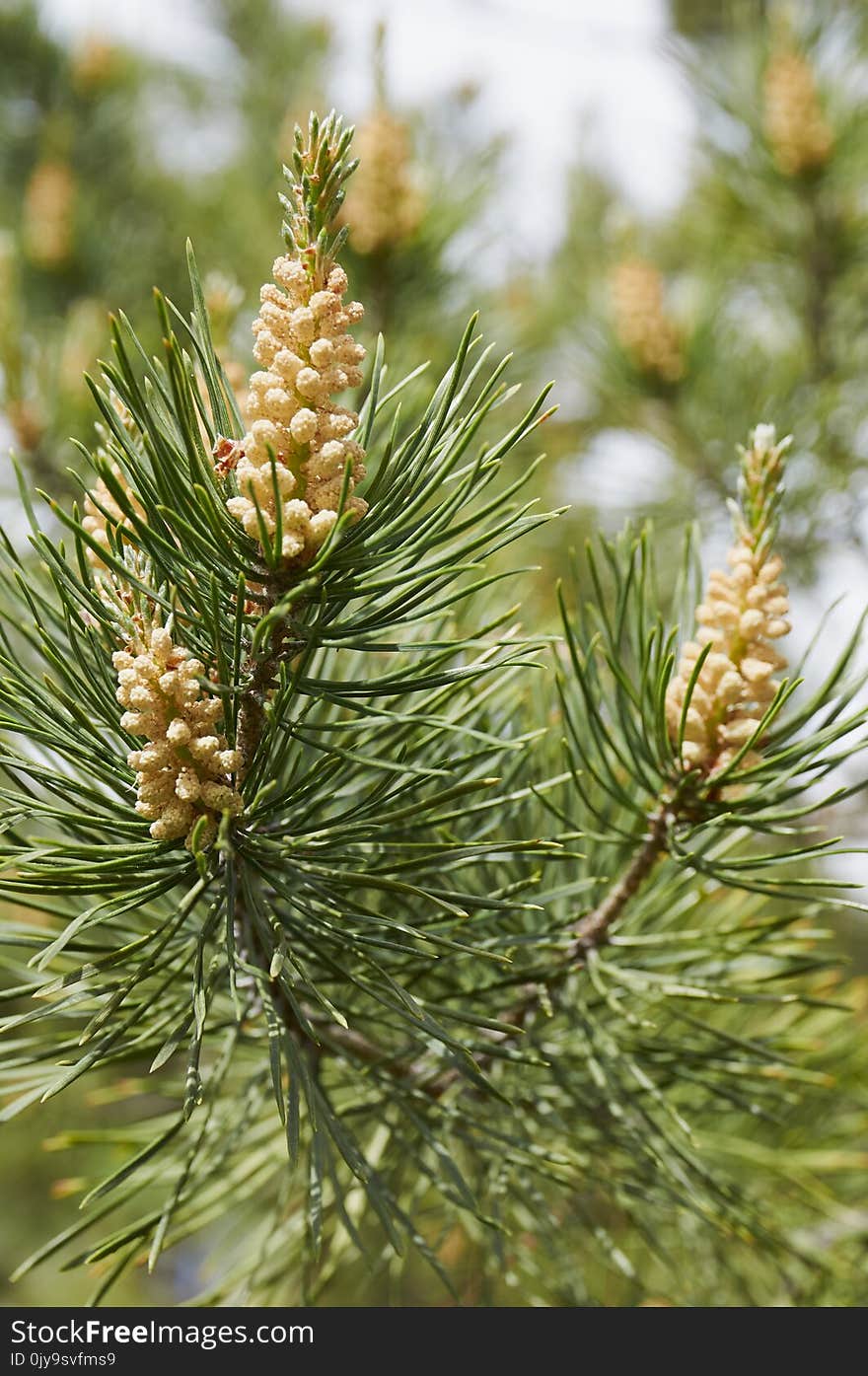 Pine Family, Tree, Conifer, Pine