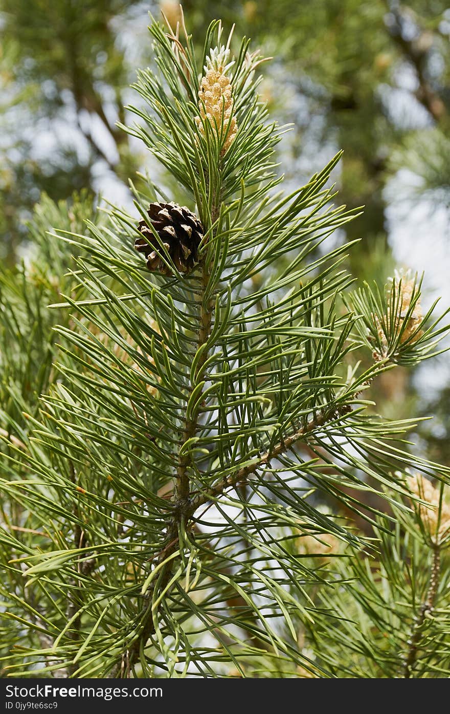 Tree, Pine Family, Vegetation, Plant