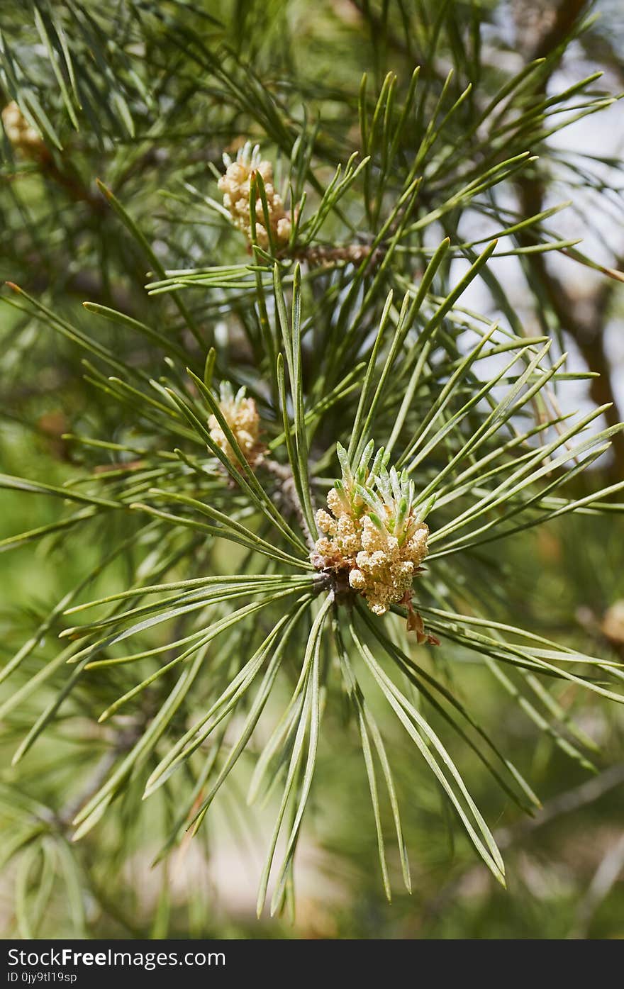 Plant, Pine Family, Tree, Pine