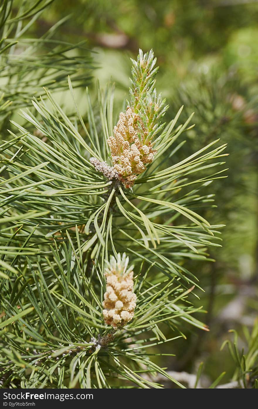 Pine Family, Tree, Plant, Pine