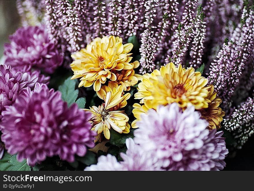 Flower, Purple, Flowering Plant, Plant