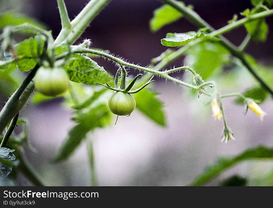 Flora, Leaf, Plant, Plant Stem