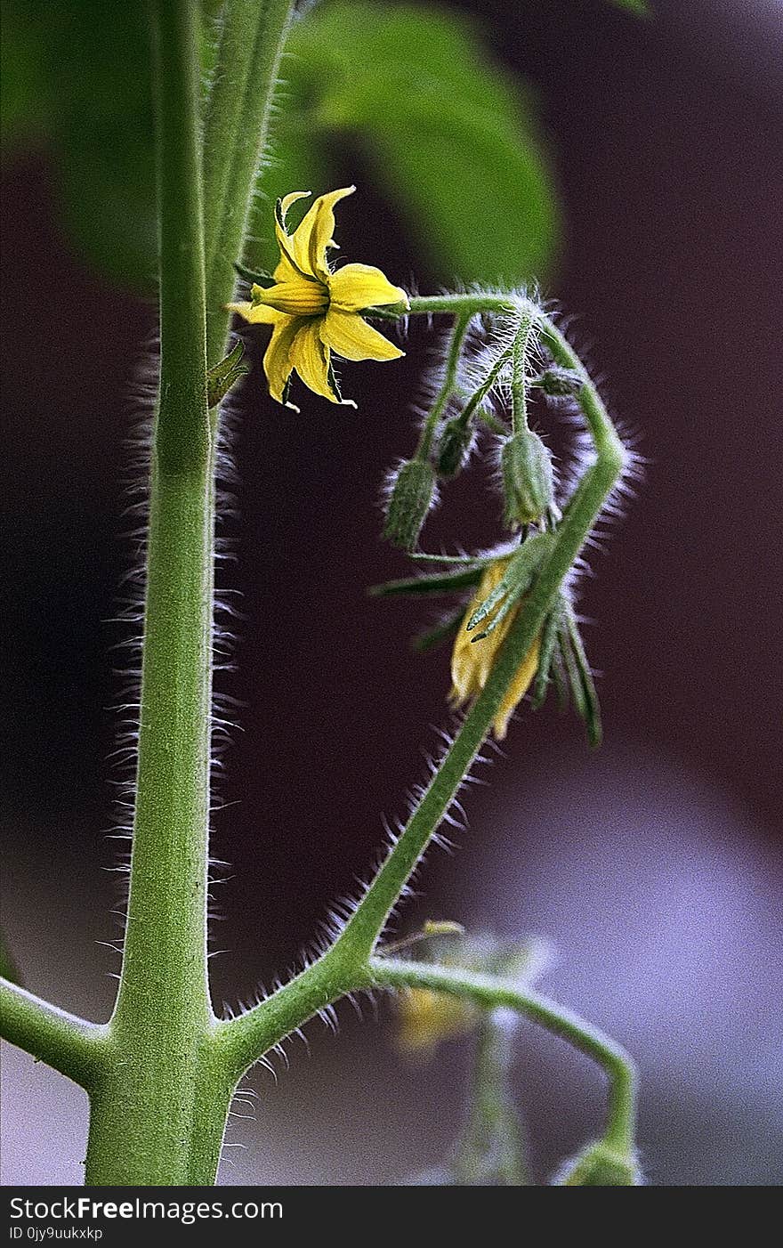 Flora, Plant, Leaf, Plant Stem