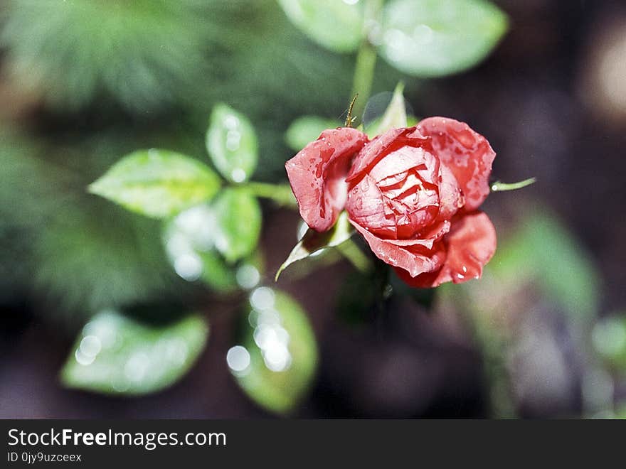 Flower, Flora, Close Up, Bud