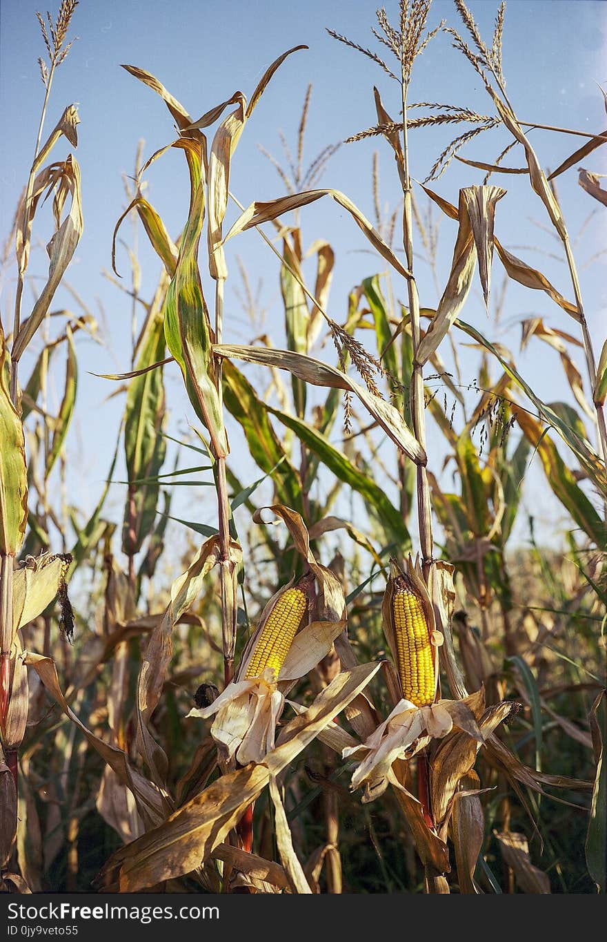 Plant, Food Grain, Crop, Flora