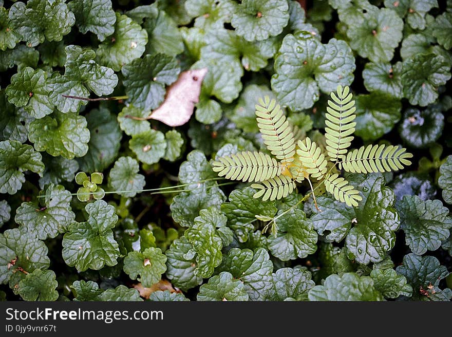 Plant, Vegetation, Flora, Leaf