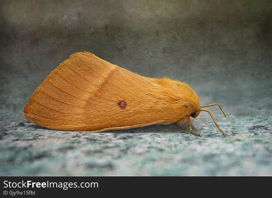 Moth, Moths And Butterflies, Invertebrate, Insect