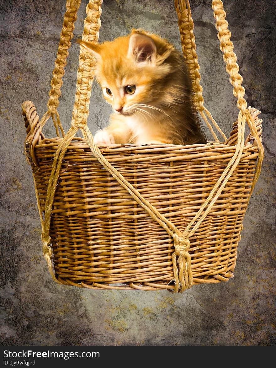 Cat, Small To Medium Sized Cats, Whiskers, Basket