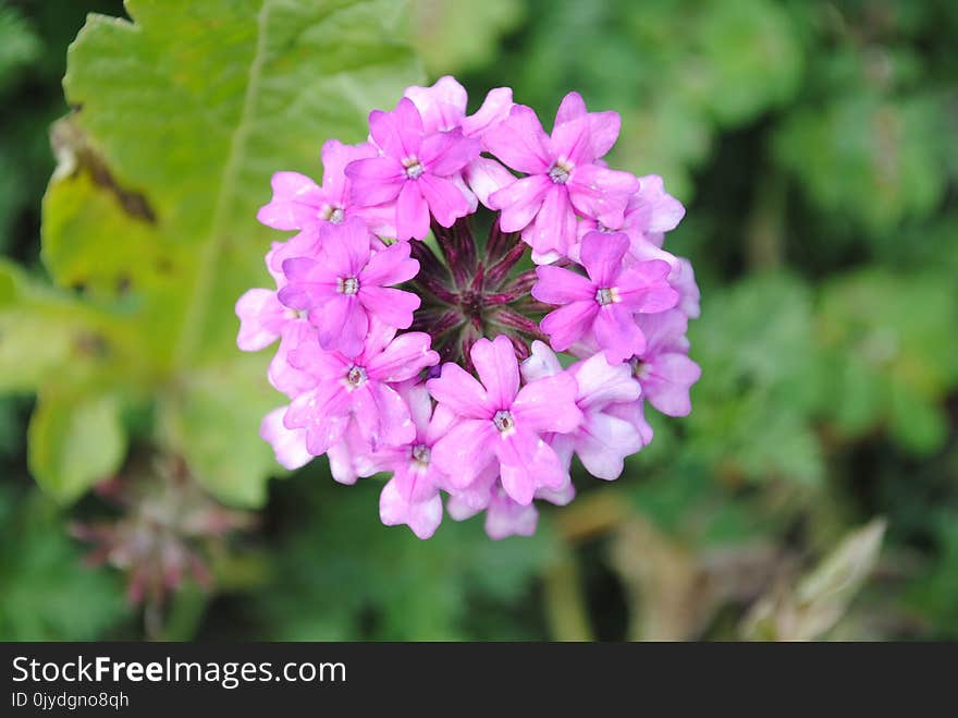 Flower, Plant, Flowering Plant, Flora