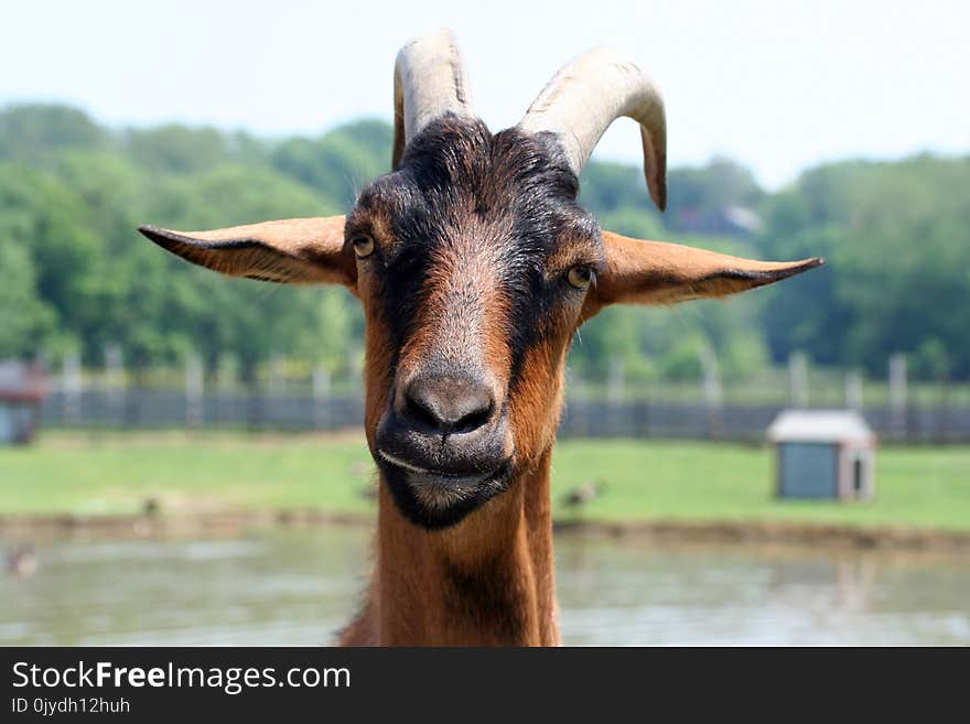 Goats, Goat, Cow Goat Family, Horn