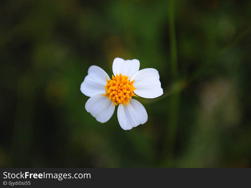 Flower, Flora, Wildflower, Close Up